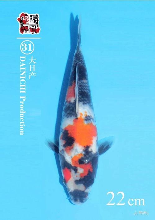 鸟哥爆料锦鲤视频大全,锦鲤视频大全精彩瞬间大放送