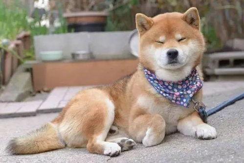 娱乐圈吃瓜鸭,吃瓜鸭带你揭秘幕后真相